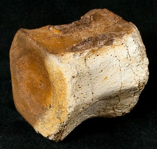 Hadrosaur Caudal (Tail) Vertebra - Two Medicine Formation #17666